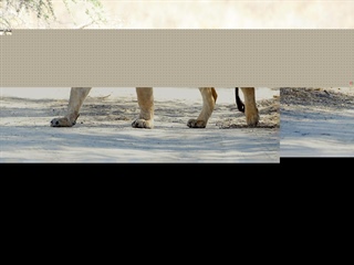 Potopis: Katarina Hočevar - Južna Afrika